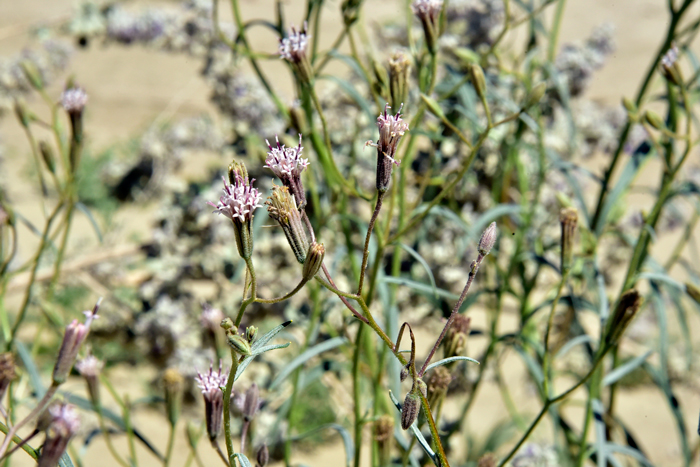 Desert Palafox has slender green stems with oil glands (difficult to see in photo). Palafoxia arida var. arida